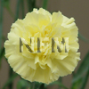 wholesale yellow carnations-nationalflowermart.com